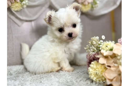 成約済の三重県のミックス犬-356408の2枚目