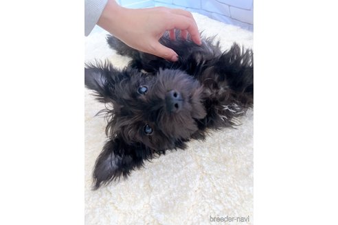 成約済の北海道のミニチュアシュナウザー-343035の3枚目