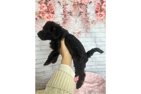 成約済の北海道のミックス犬-354050の3枚目