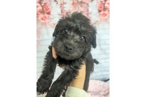 成約済の北海道のミックス犬-354050の7枚目