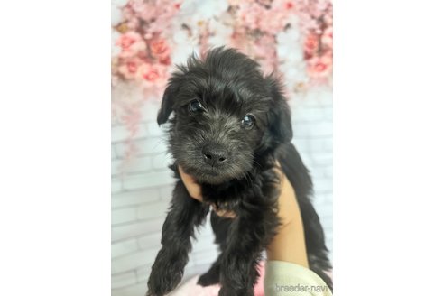 成約済の北海道のミックス犬-354050の5枚目