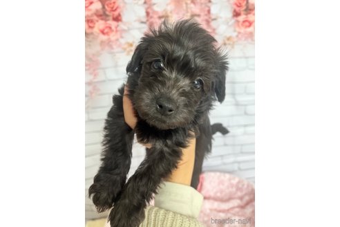 成約済の北海道のミックス犬-354050の6枚目
