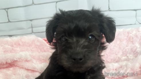 成約済の北海道のミックス犬-354050の1枚目