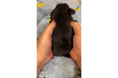 成約済の青森県のパグ-356455の4枚目