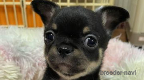 成約済の滋賀県のチワワ(スムースコート)-356457の1枚目