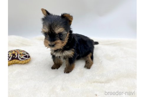 成約済の愛知県のヨークシャーテリア-354036の2枚目