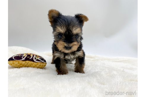 成約済の愛知県のヨークシャーテリア-354036の3枚目