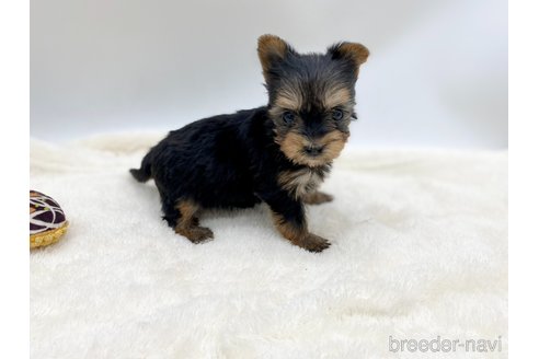 成約済の愛知県のヨークシャーテリア-354036の4枚目