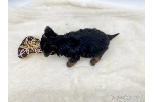 成約済の愛知県のヨークシャーテリア-354036の5枚目