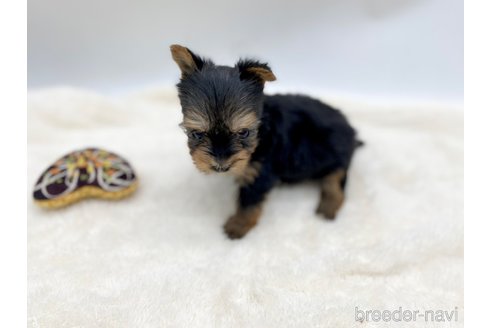 成約済の愛知県のヨークシャーテリア-354036の6枚目