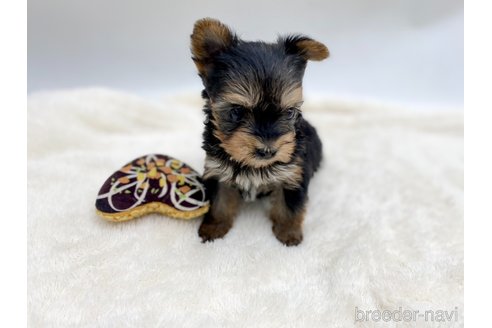 成約済の愛知県のヨークシャーテリア-354036の7枚目