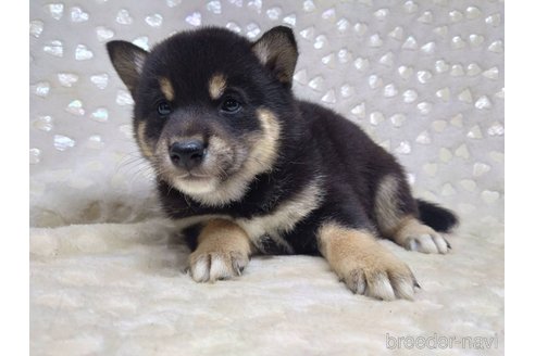 成約済の三重県の豆柴-356497の5枚目