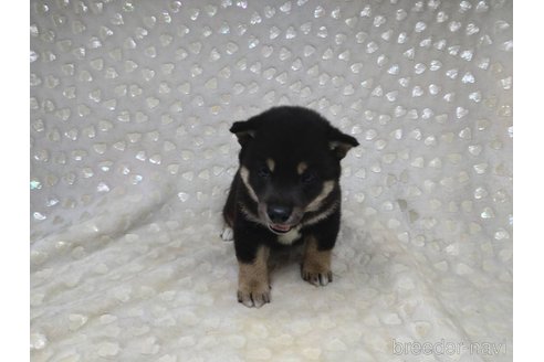 成約済の三重県の豆柴-356499の10枚目