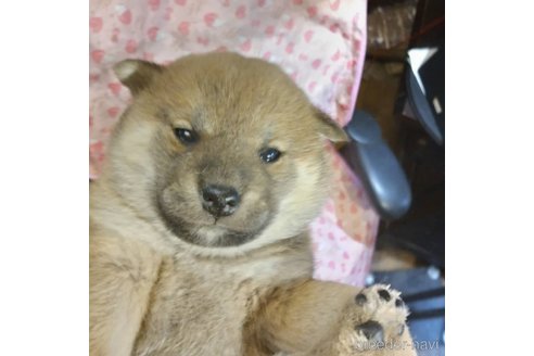 販売中の岐阜県の柴犬-350784の5枚目