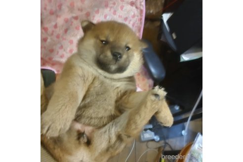 販売中の岐阜県の柴犬-350784の4枚目