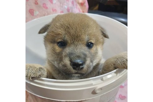 販売中の岐阜県の柴犬-350784の6枚目