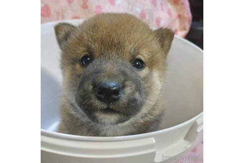 販売中の岐阜県の柴犬-350784の3枚目