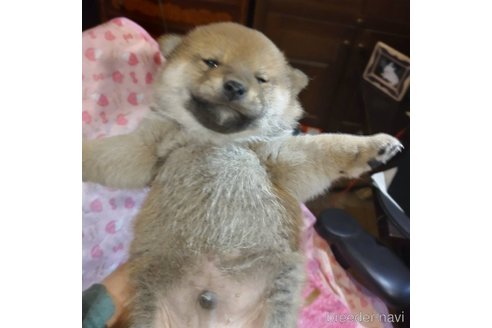 販売中の岐阜県の柴犬-350788の4枚目
