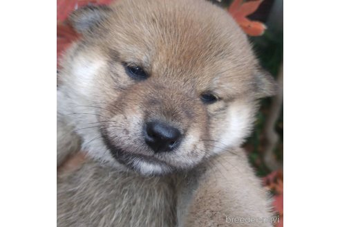 販売中の岐阜県の柴犬-350788の6枚目