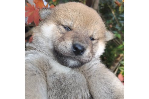 販売中の岐阜県の柴犬-350788の5枚目