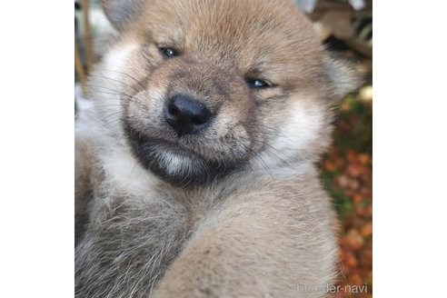 販売中の岐阜県の柴犬-350788の3枚目