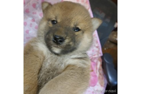 販売中の岐阜県の柴犬-350786の4枚目