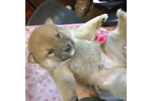 販売中の岐阜県の柴犬-350786の5枚目