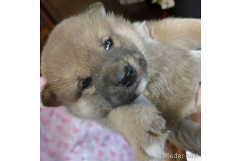 販売中の岐阜県の柴犬-350786の6枚目