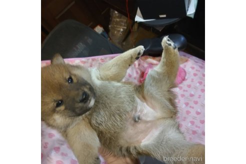 販売中の岐阜県の柴犬-350786の3枚目