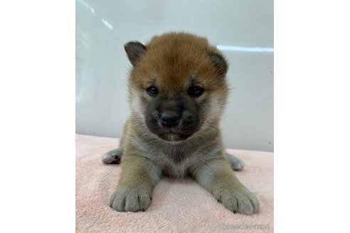 成約済の長野県の柴犬-356518の3枚目