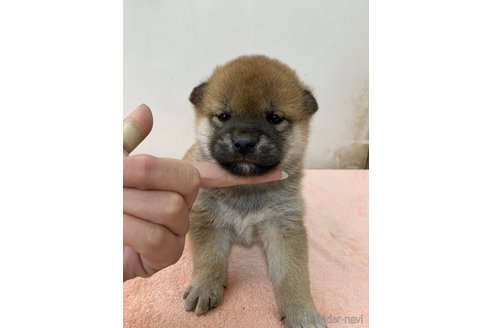 成約済の長野県の柴犬-356523の3枚目