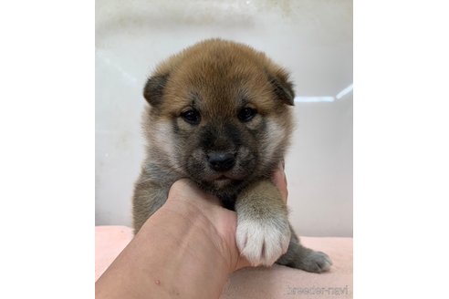 成約済の長野県の柴犬-356526の3枚目