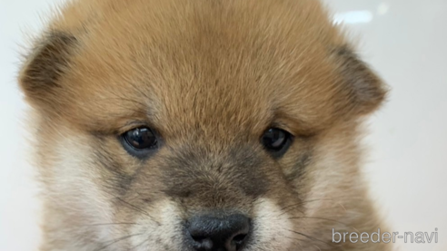 成約済の長野県の柴犬-355806の1枚目