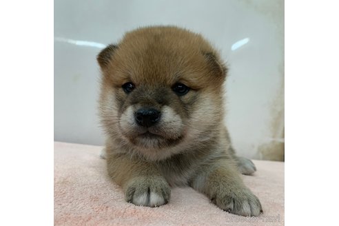 成約済の長野県の柴犬-355806の4枚目
