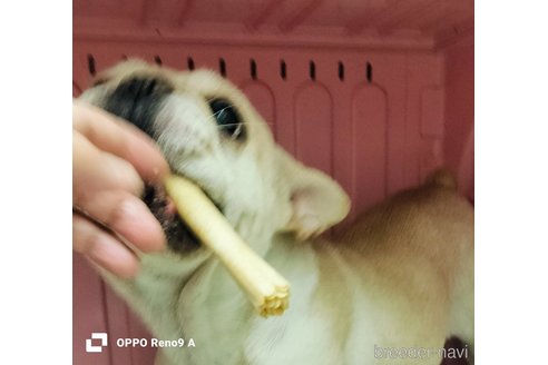成約済の沖縄県のフレンチブルドッグ-356542の4枚目