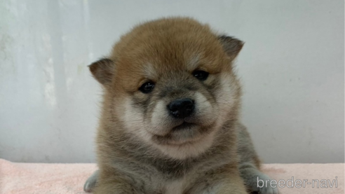 成約済の長野県の柴犬-356547の1枚目
