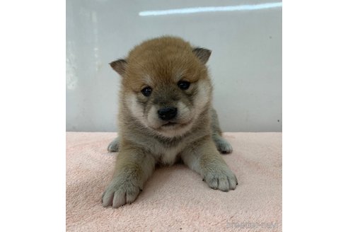 成約済の長野県の柴犬-356547の5枚目