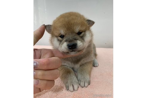 成約済の長野県の柴犬-356547の3枚目