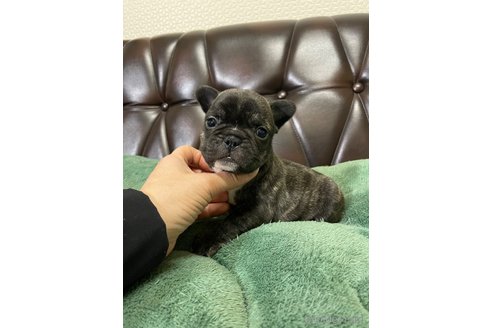 成約済の滋賀県のフレンチブルドッグ-356545の7枚目