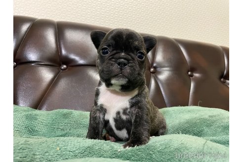 成約済の滋賀県のフレンチブルドッグ-356545の8枚目