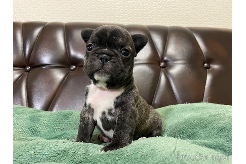 成約済の滋賀県のフレンチブルドッグ-356545の10枚目