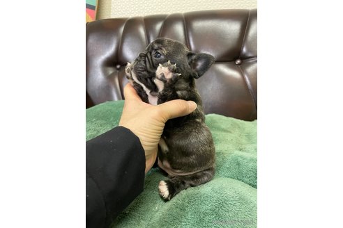 成約済の滋賀県のフレンチブルドッグ-356545の4枚目