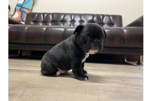 成約済の滋賀県のフレンチブルドッグ-356549の13枚目