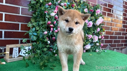 成約済の茨城県の柴犬-341745の3枚目