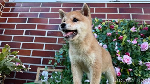 成約済の茨城県の柴犬-341745の2枚目