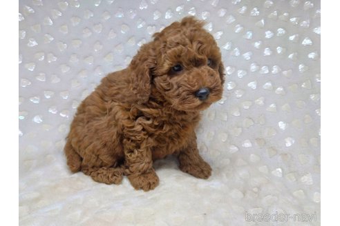成約済の三重県のトイプードル-356550の8枚目