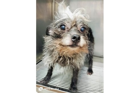 成約済の沖縄県のミックス犬-356544の2枚目