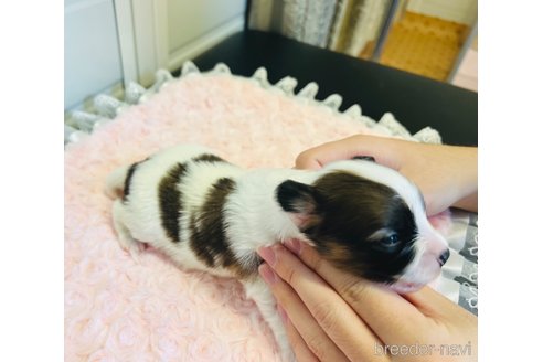 成約済の埼玉県のパピヨン-356572の32枚目