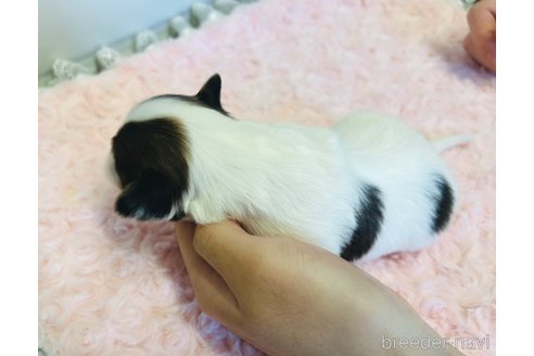 成約済の埼玉県のパピヨン-356578の30枚目