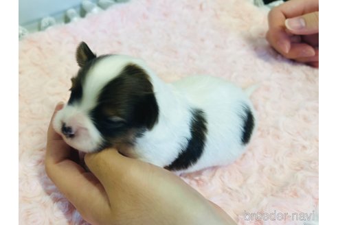 成約済の埼玉県のパピヨン-356578の26枚目